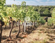 GIRONDE CASTILLON LA BATAILLE Vignobles à vendre